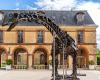 Vulcan, the largest dinosaur sold at auction this Saturday, November 16 in Dampierre-en-Yvelines