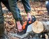 Landes: Jonathan Crabos, lumberjack, a passionate professional serving the forest