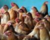 Avian flu. New measures taken in Maine-et-Loire in the face of “high risk”