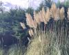 Pampas grass, an invasive and prohibited plant