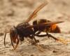 how the Asian hornet arrived in France just 20 years ago