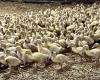 An outbreak of avian flu detected in Saint-Etienne-d'Orthe, the second in the Landes