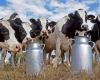 In the middle of spring, the dairy is experiencing a “little summer” that has incentives to extend to 2025