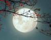 The Beaver Full Moon will boost the loves of all these signs, astrologers are clear