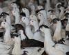 a second outbreak detected in the Landes, 6,000 ducks will be euthanized