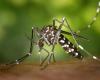 The ARS classifies Haute-Marne as an “area colonized by the tiger mosquito”