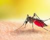 Dengue epidemic declared in Guadeloupe