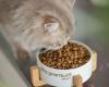 Ultra Premium Direct delights sterilized cats with its new chicken kibble recipe