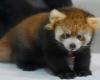 “Devastating consequences”: baby red panda Roxie died, fireworks to blame