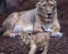 An Atlas lion cub is born in Rabat, a sign of hope for the species