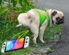 Nintendo asks Switch users not to let their pets urinate on their console