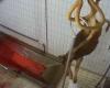 VIDEO. Sheep and cows cut up while the legs are still moving: a slaughterhouse suspended after a complaint from L214 for “acts of cruelty”