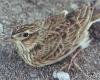 justice authorizes the continuation of skylark captures for scientific purposes