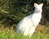 A white wallaby roams freely in a town in Vendée