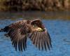 a platform to help birds of prey make their nests in Brenne