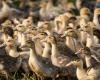 Landes. Second case of avian flu detected, 6,000 ducks euthanized