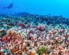 World’s largest coral found in Solomon Islands in the Pacific – rts.ch