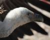 Shooting to scare away griffon vultures authorized in Aveyron