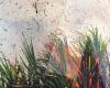 Upsurge in fires in northern cane fields