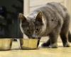 These cat kibbles are the worst for their health, according to 60 million consumers