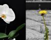 The orchid and the dandelion: a personalized approach for the cognitive health of the elderly