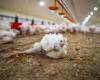 Health: Control chicken lameness linked to E. cecorum germs