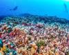 Pacific Ocean | World’s largest coral discovered in Solomon Islands