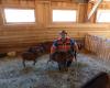 In this small town in the Jura, the maintenance of green spaces has been entrusted to a herd of goats