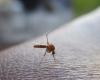 France: the dengue epidemic is gaining ground in this department, the authorities are launching an appeal