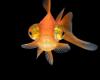 Goldfish: domestication has selected malformations