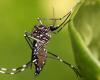 Dengue epidemic declared in Guadeloupe with rare serotype which could cause a high number of cases