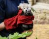 Victim of a stress attack because of fireworks, this baby red panda died in a zoo