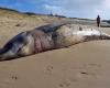 A whale stranded in 2021 probably the victim of military sonar