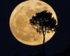 Super Beaver Moon: what is this phenomenon, how to observe it, at what time… Everything you need to know about the last super Moon of the year