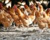 In Lamballe-Armor, 1,000 chickens and 500 ducks euthanized by decision of the prefecture