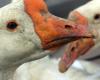 “It’s a massacre”: around twenty geese slaughtered in a leisure center in Eure