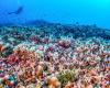 Visible from space, the largest coral in the world has been discovered