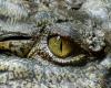 ???????? Meurthe-et-Moselle. Veterinarian convicted for keeping alligator