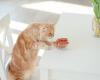 Angry after the cat climbed onto the dining table, he orders his daughter to eat with the animal on the outside and meow