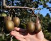 Kiwis with good taste from Vaucluse