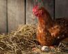 The egg before the chicken? A study could finally shed light on an ancestral mystery