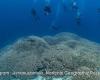 The largest coral in the world discovered in the Solomon Islands: here are the impressive images