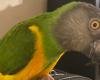 Indre-et-Loire: she gives 200 euros to anyone who finds their “baby”, the parrot Monsieur Kiwi