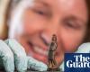 Gladiator knife handle found in Tyne ‘reflects spread of Roman celebrity culture’ | Archaeology