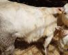 Creuse: 160 cattle are participating this weekend in the Boussac Charolais interdepartmental competition