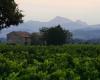 Adapting the vines of the Ventoux appellation to global warming, Vaucluse is thinking about it