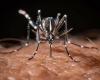 Health: dengue epidemic declared in Guadeloupe