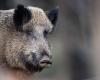 Soon wild boar on the menu of certain Ticino school canteens – rts.ch