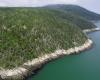 A forest “with twisted trees” now protected in La Malbaie