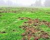 In Jugon-les-Lacs, plowed by wild boars, the football field fenced by the municipality